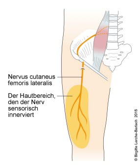 491-nervus-cutaneus-femoris-lateralis.jpg