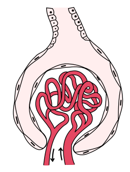 Querschnitt durch ein Nierenkörperchen mit Gefäßknäuel (Glomerulus) und Bowman-Kapsel Nierenkoerperchen.png