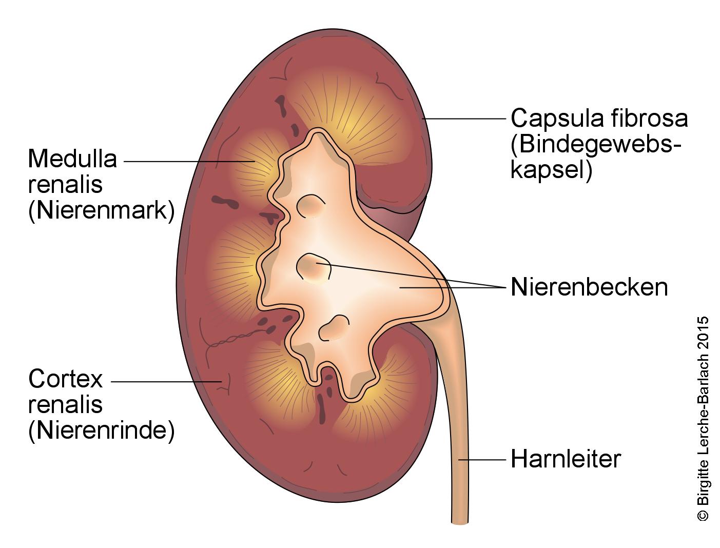 Querschnitt der Niere Niere Querschnitt.jpg