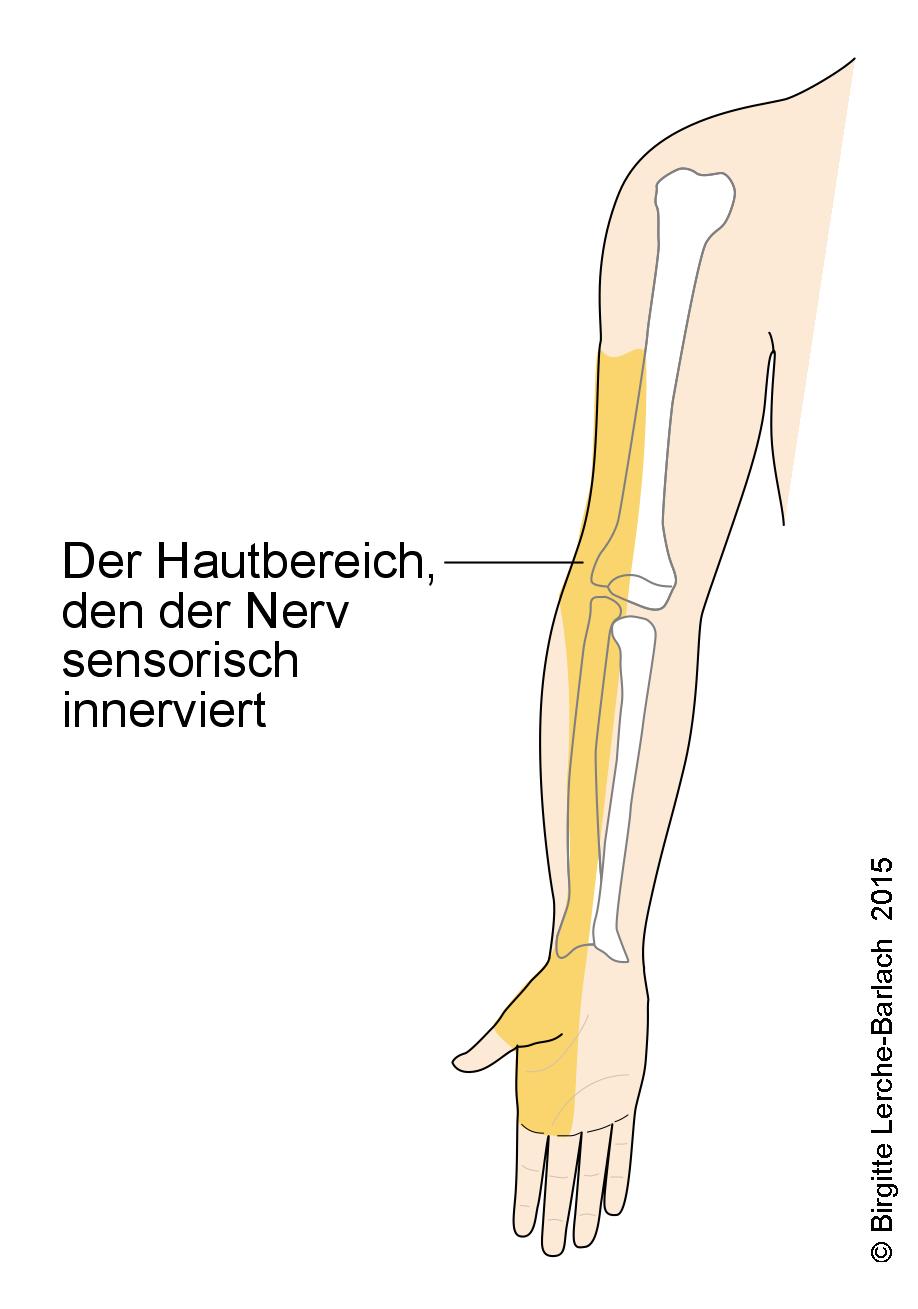 Nervus radialis.jpg
